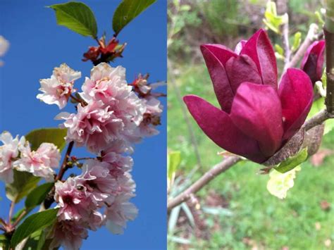 are magnolias similar to cherry blossoms